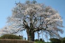 真庭のシンボル「醍醐桜」が満開になりました！