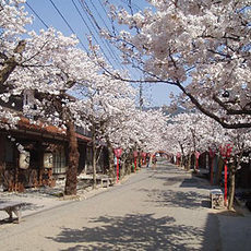 岡山県で一番遅い花見スポット「がいせん桜」が満開です！