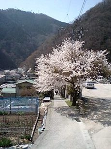 桜、満開