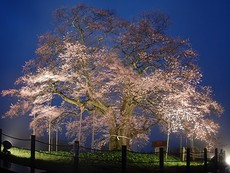 今年もいよいよ桜の季節がやって来ました！